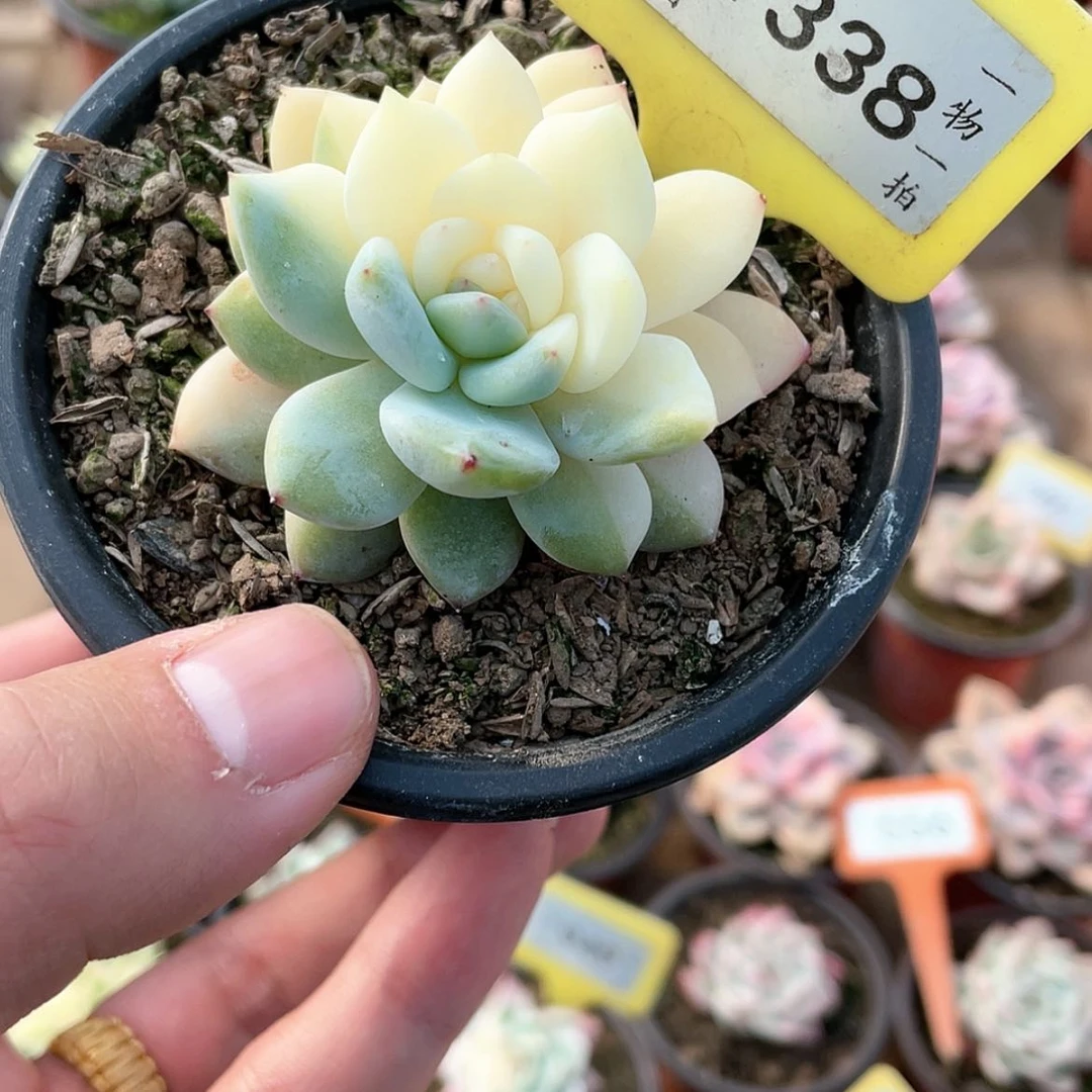 【闪购商品】1338号