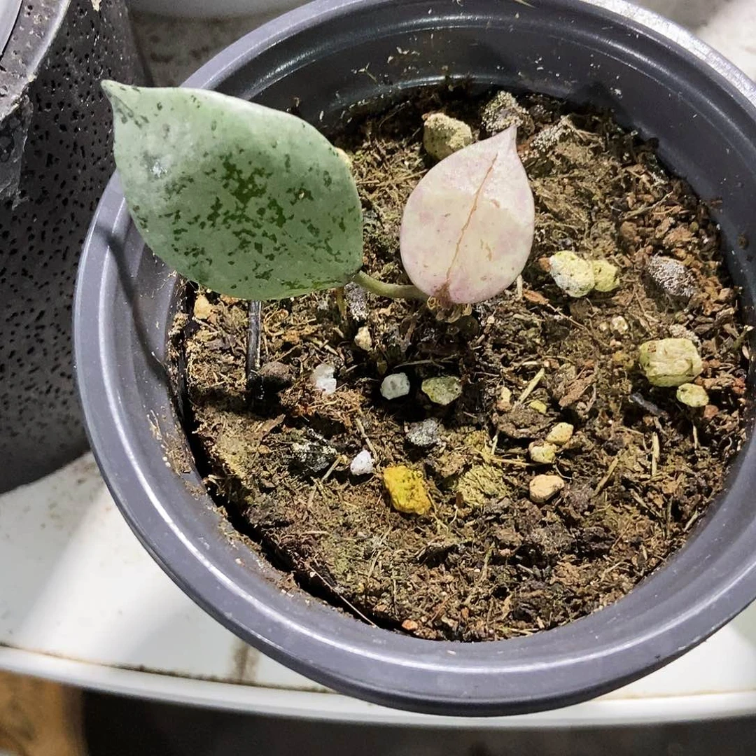 完全开放黑色奥罗拉88