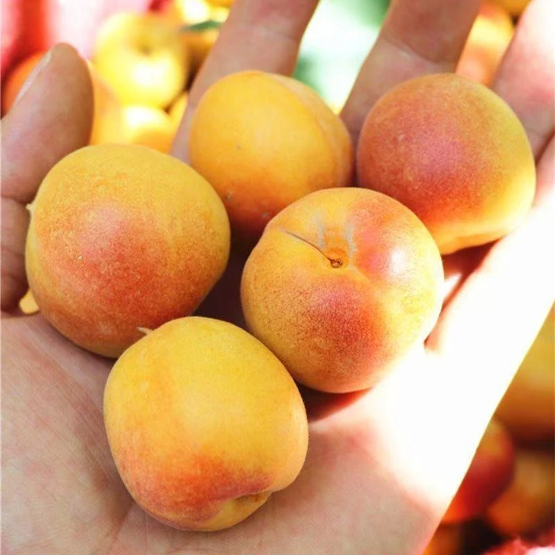 【瑕疵1斤】新疆吊干杏散装1斤