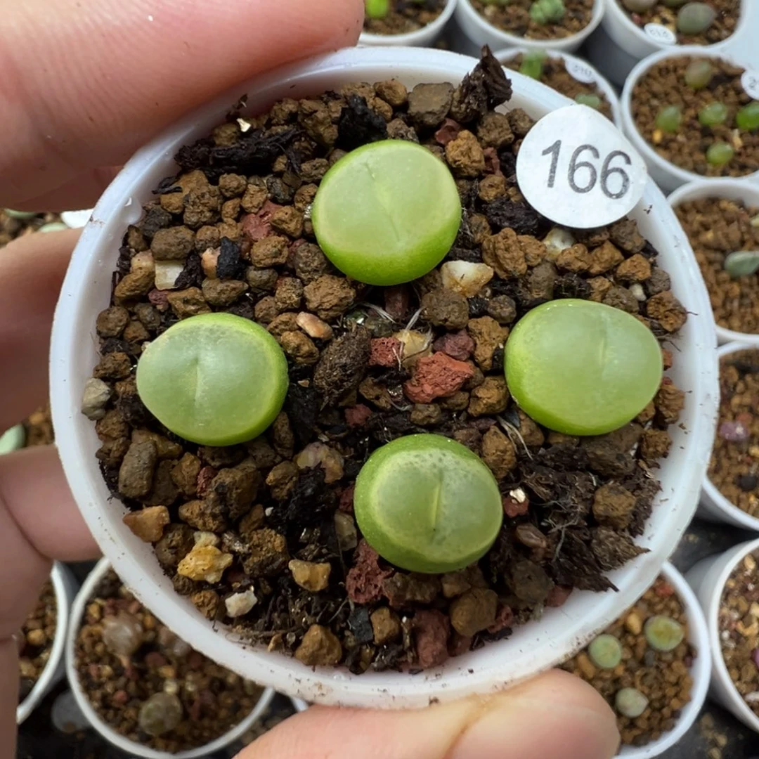 拉登一颗脱土166000