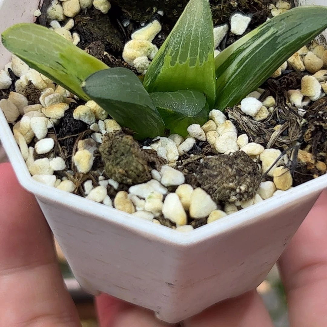 实生巨人兵无菌播种十二