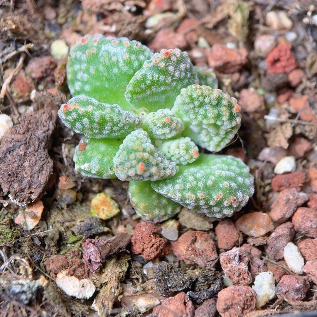 火星兔子多肉9.9包邮发货