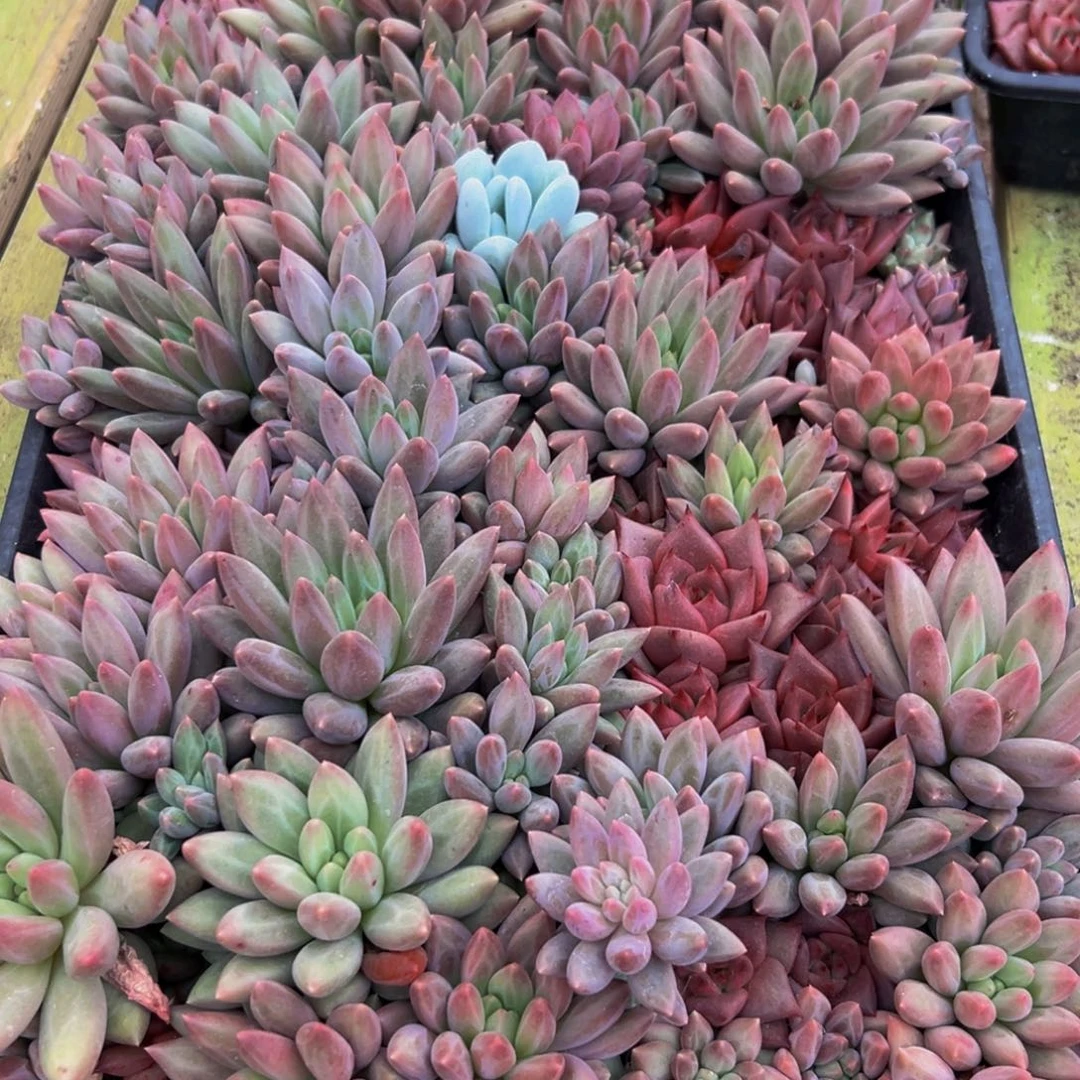 723虽然是一部电影但是