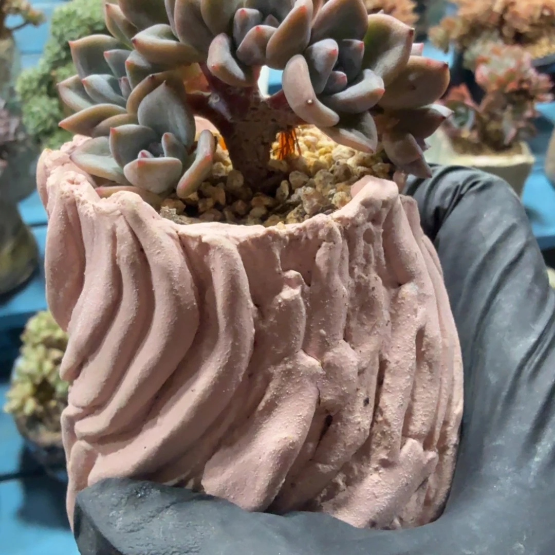 ****卷星影小树多肉植物一颗