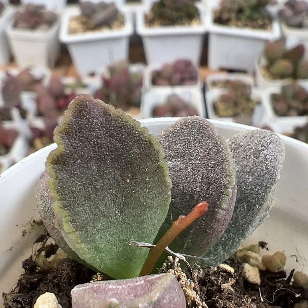 实生新品多肉水泡植物