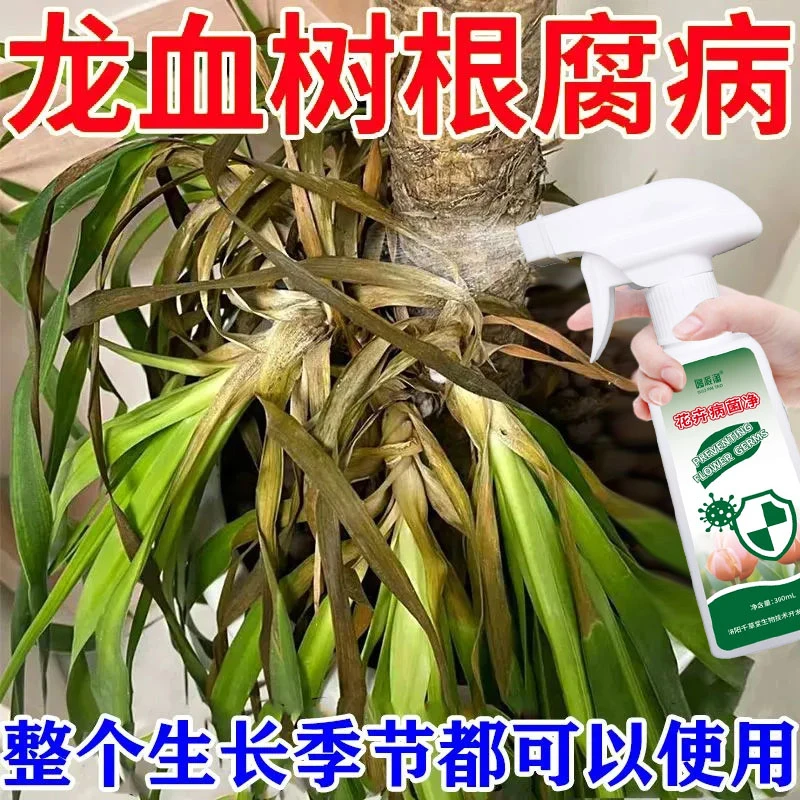 龙血树龙须树茎腐根腐病专用肥急救干尖黄叶烂根茎软植物通用型营