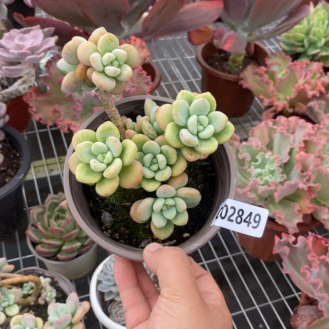 2849洛神整桩一物一拍