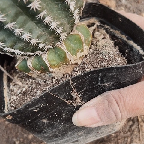 570仙人球嫁接的处理