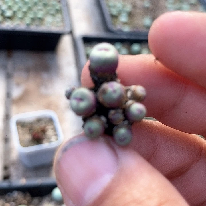 26593小红嘴一颗