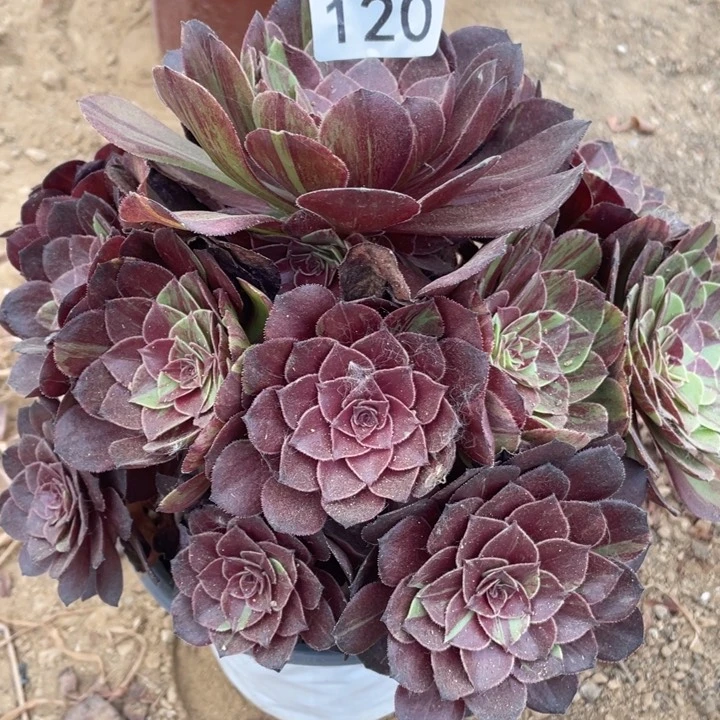 无花朵120多肉植物花月夜