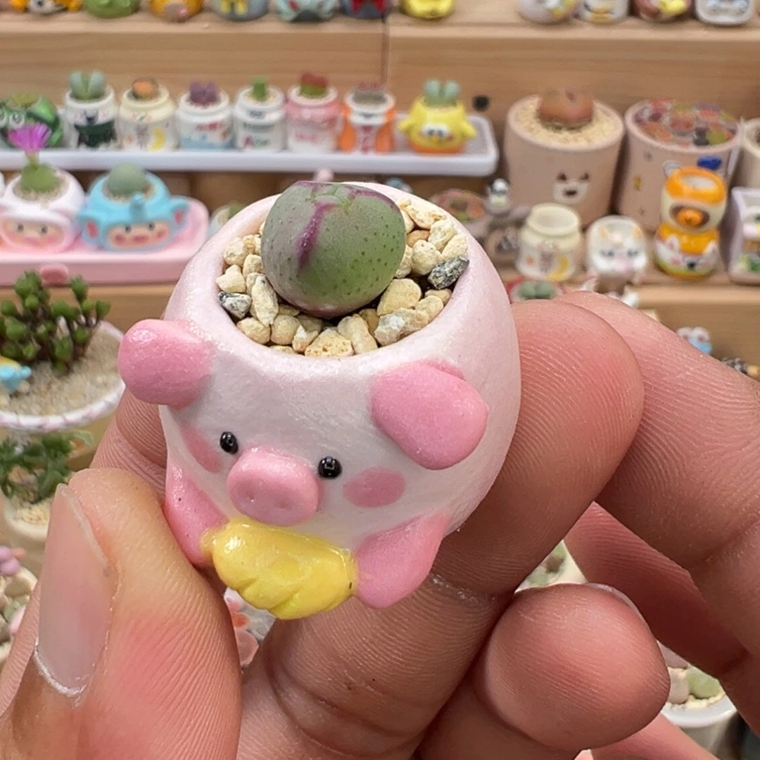 多肉植物实付9.9元包邮2号