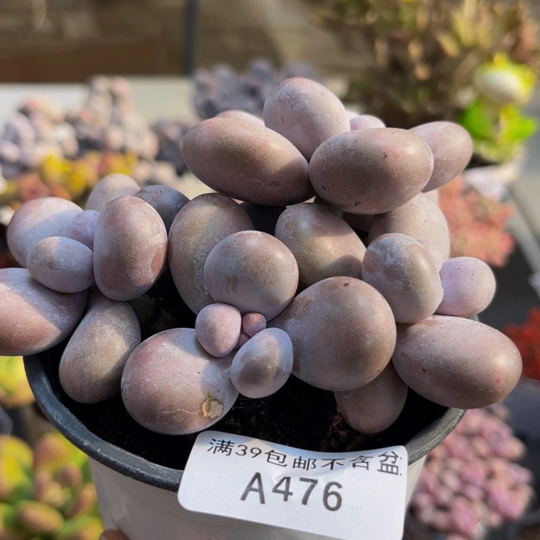 @***e476/10cm水光针多肉植物