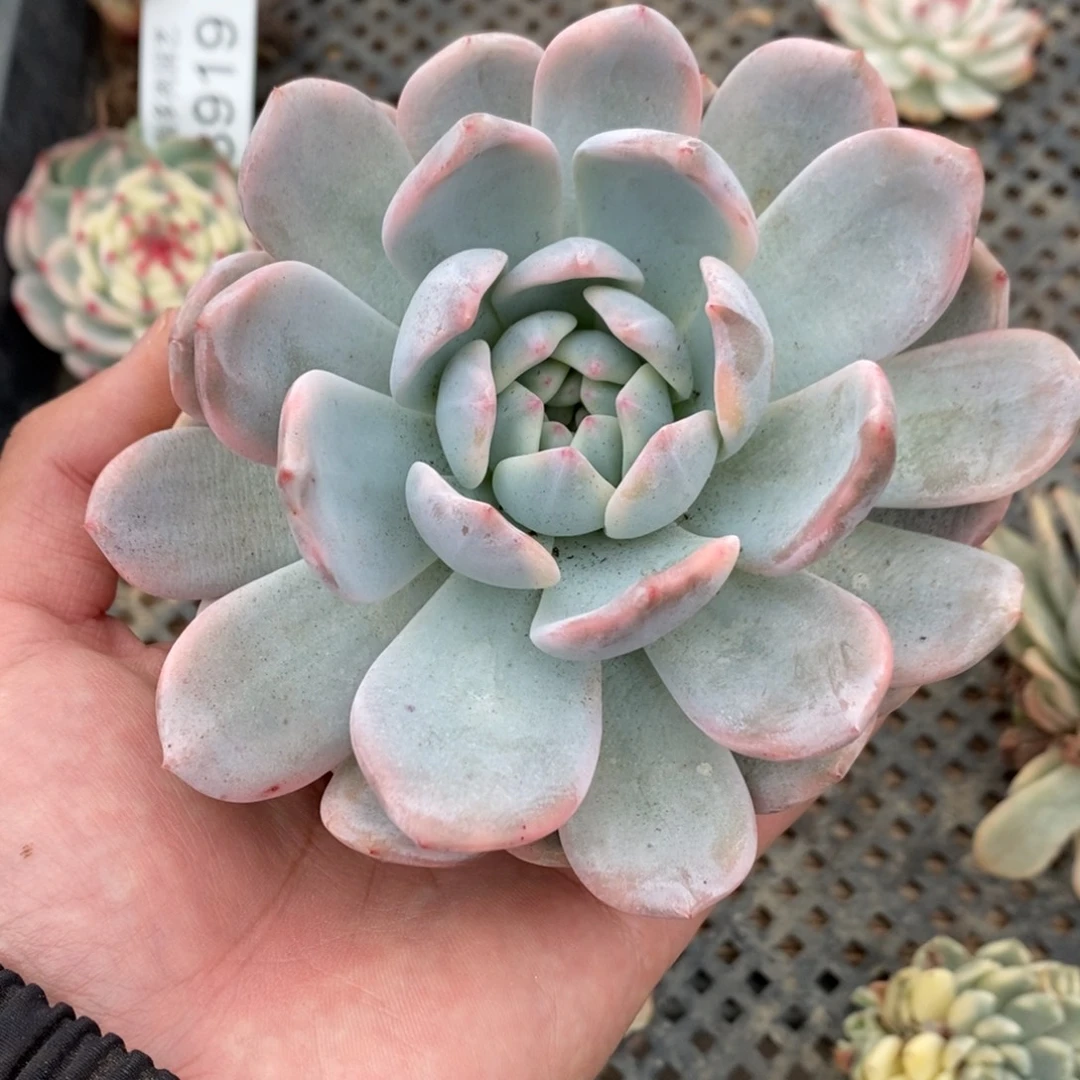 橙子多肉植物8920