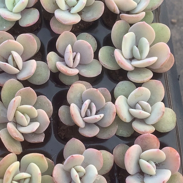 奶茶10颗 （满9.99包邮不满9.99发叶子）