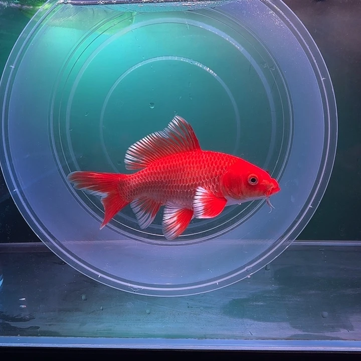 蝴蝶鲤鱼35号蝴蝶鲤