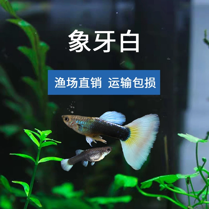 【象牙白金】3条鱼1公1母一条路损鱼