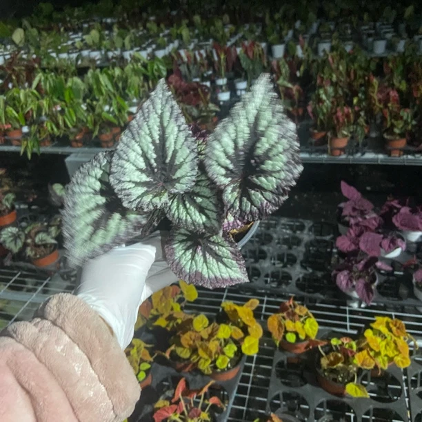 烟火秋海棠 直接拍下随机发货  轻微叶损不包售后