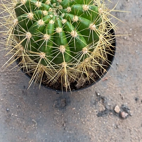 云儿毛花毛花2467754