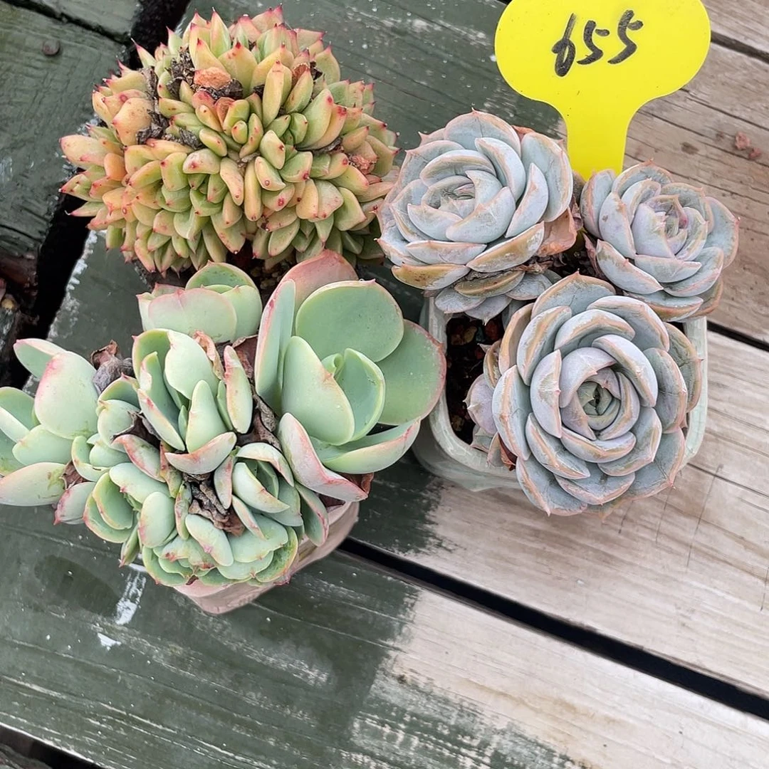 三盆混搭多肉植物655