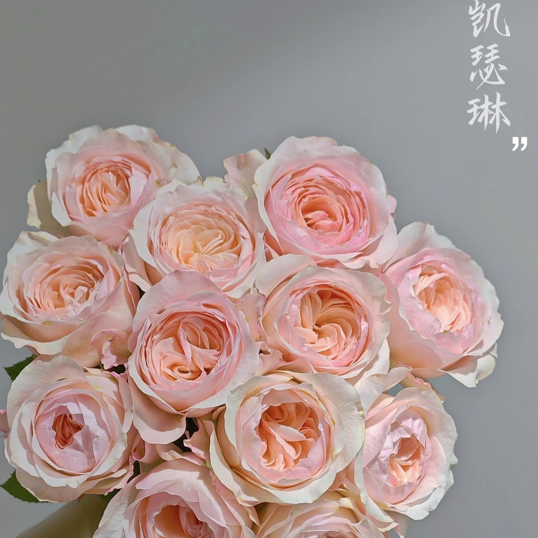 （只发新疆）京东快递，凯瑟琳玫瑰20支（5支不售后）