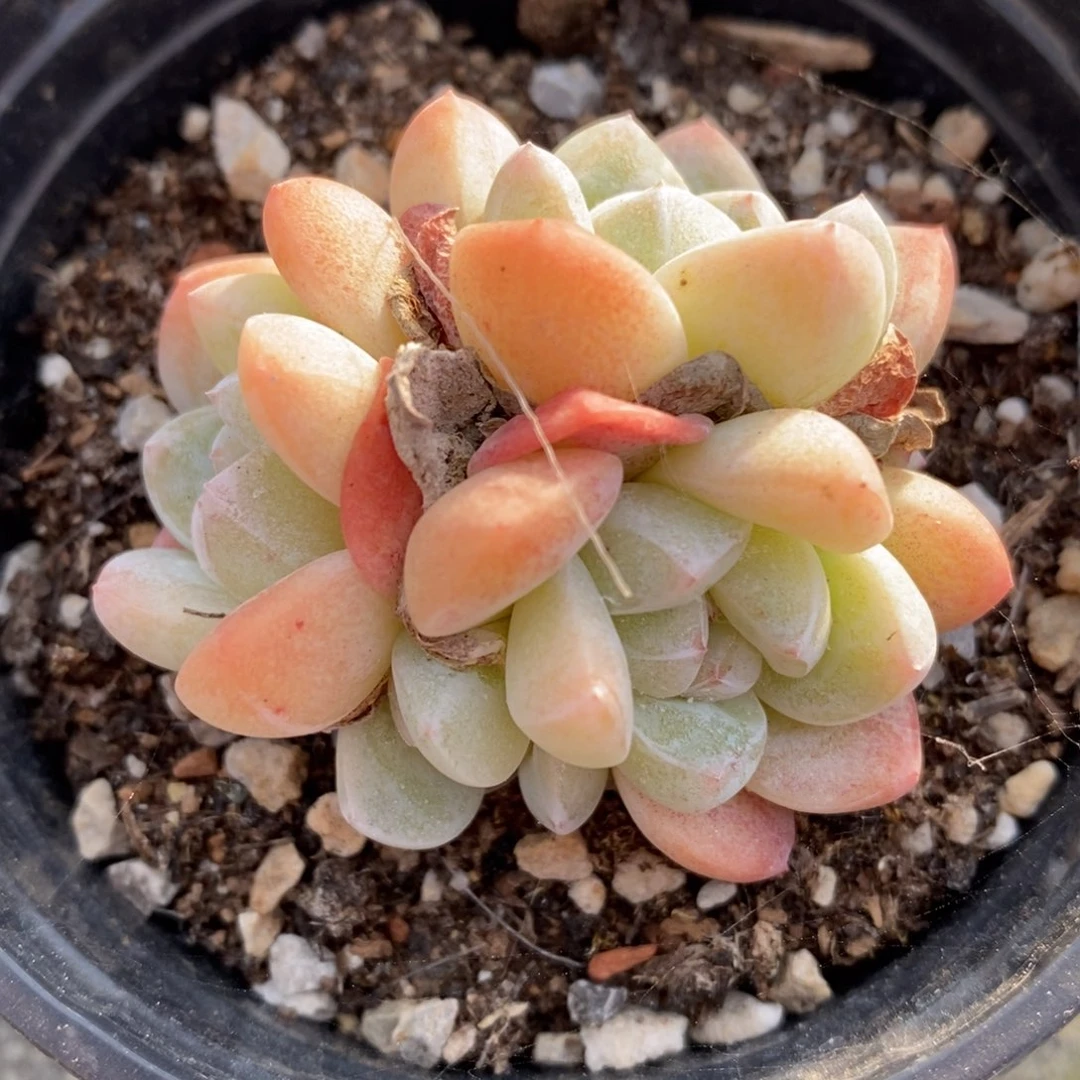 自助下单一物一拍多肉，下滑更多品种选择