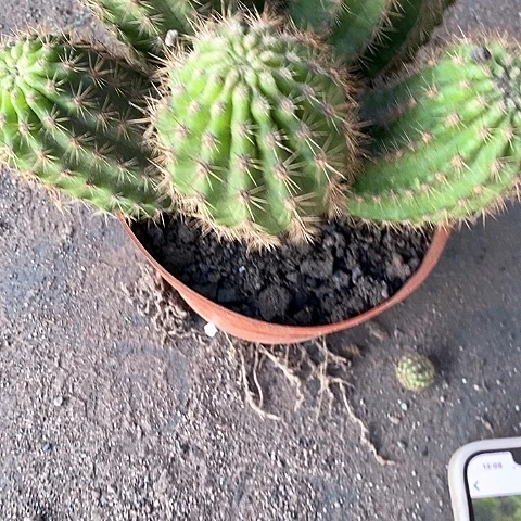 大多头毛花毛花368999