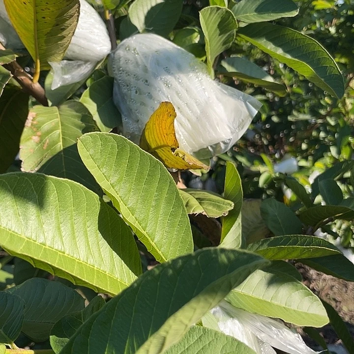 珍珠芭乐芭乐软糯香甜可口