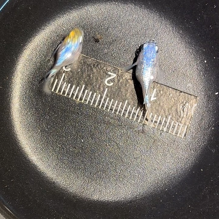 热带海域2公海王星一组25鱼