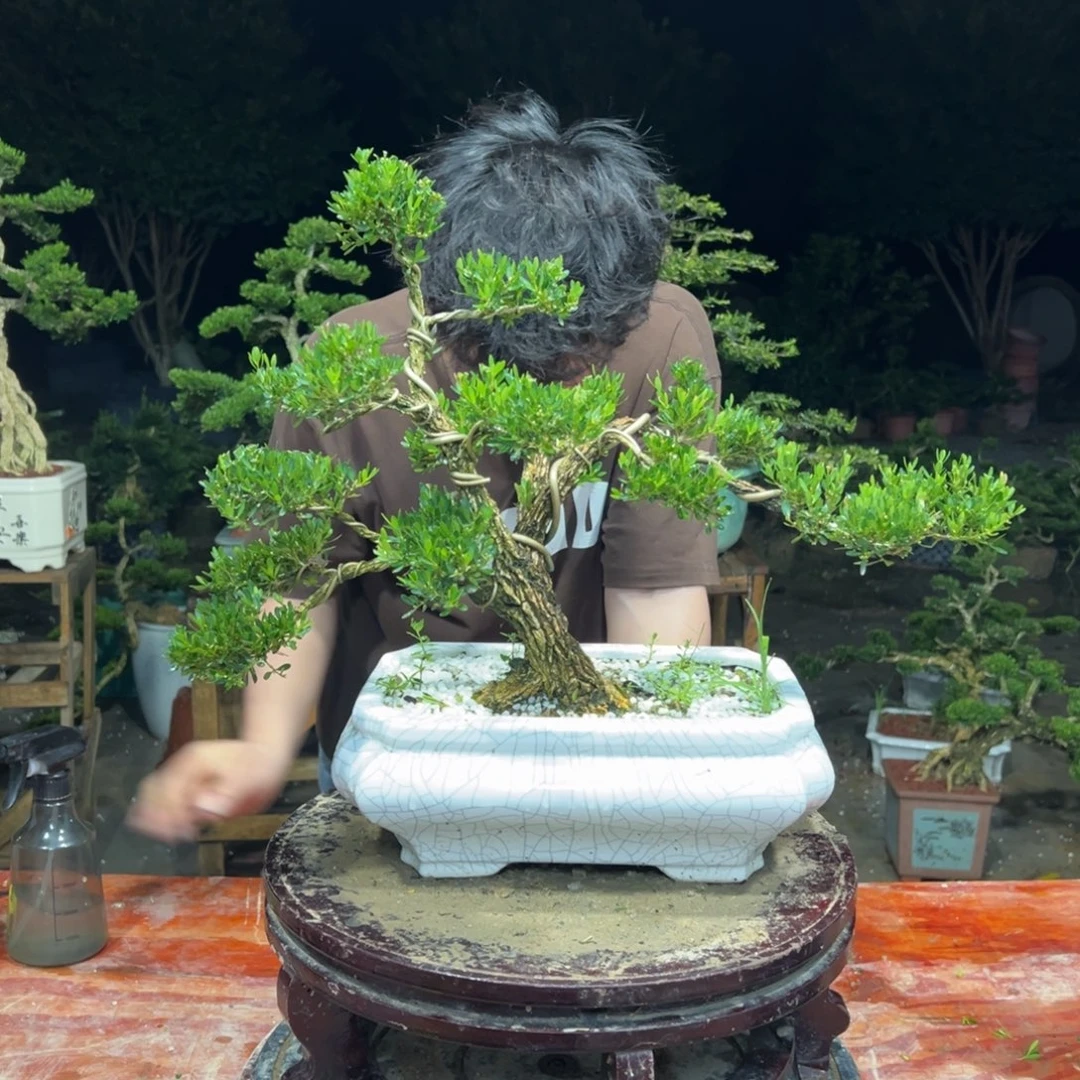 无花朵广东皱皮雀舌黄杨