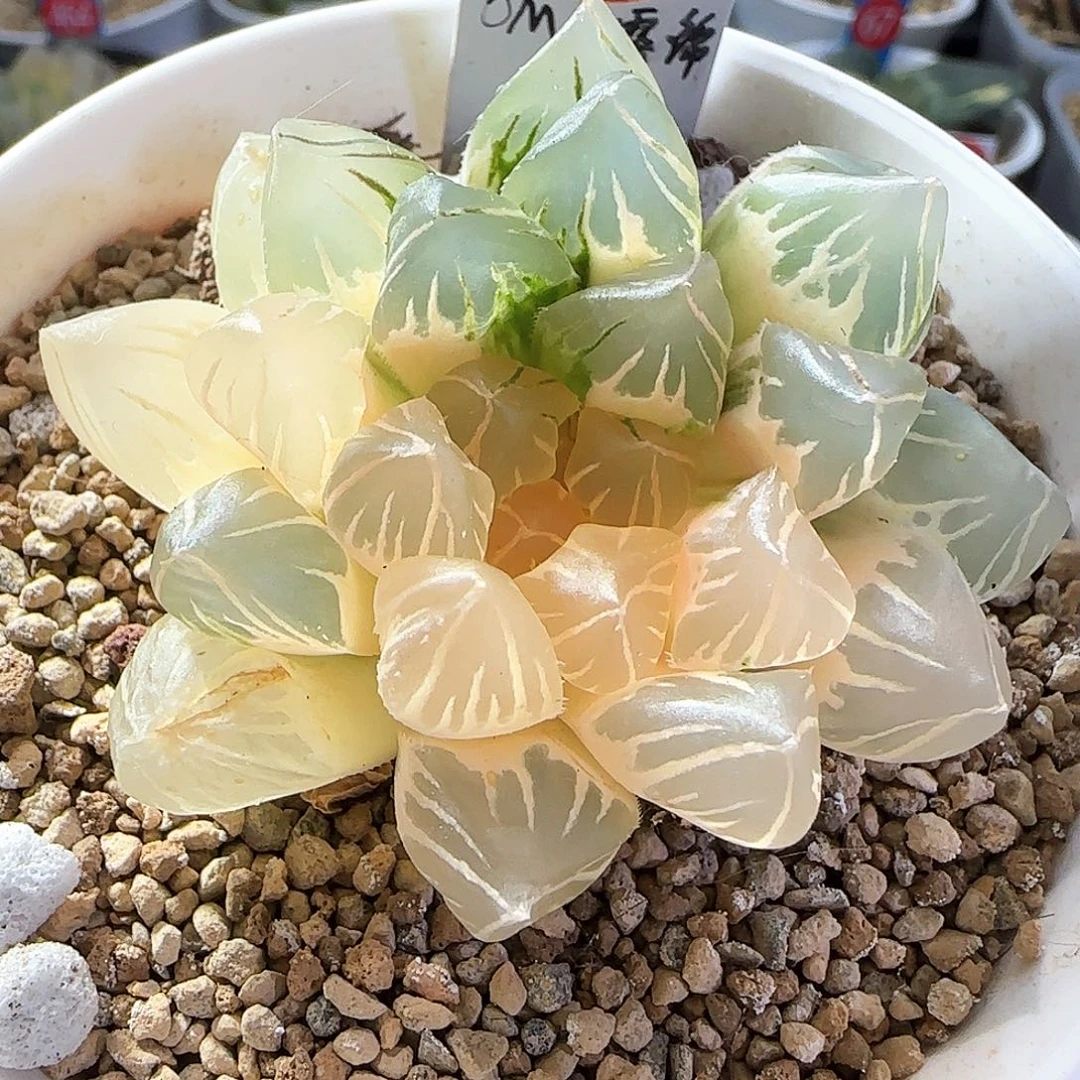 71号OM玉露锦一物一拍带盆土