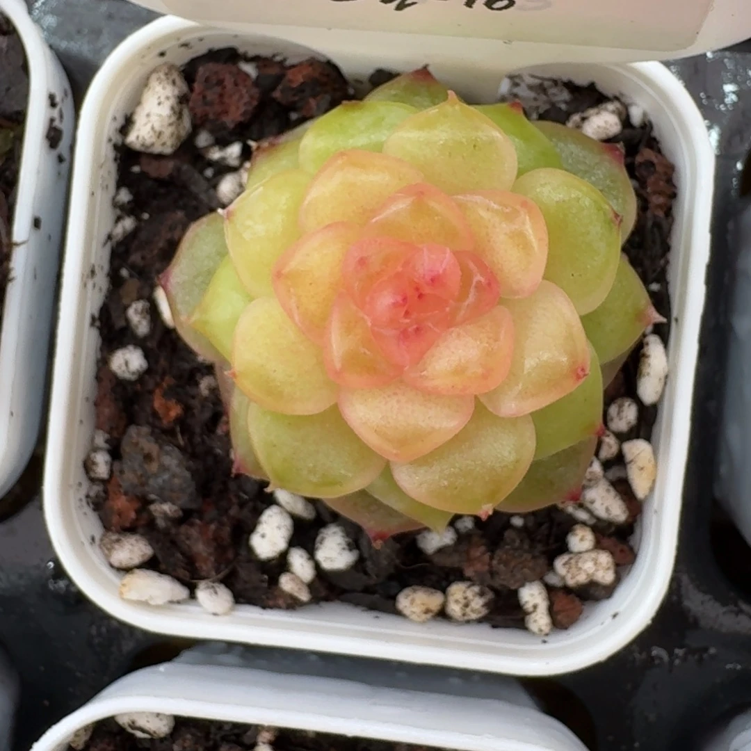 1030-16-小布丁单头