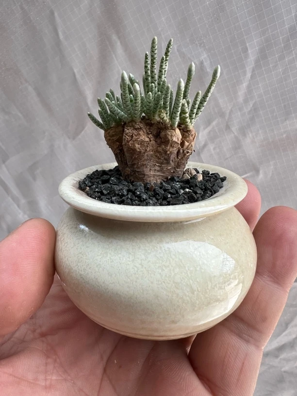 韧锦多肉植物精品小块根含盆