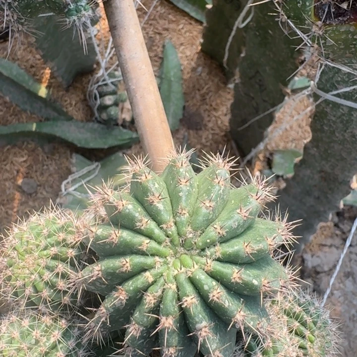 227彩草凤羽1号歪4公分左右无根侧牙，20包邮