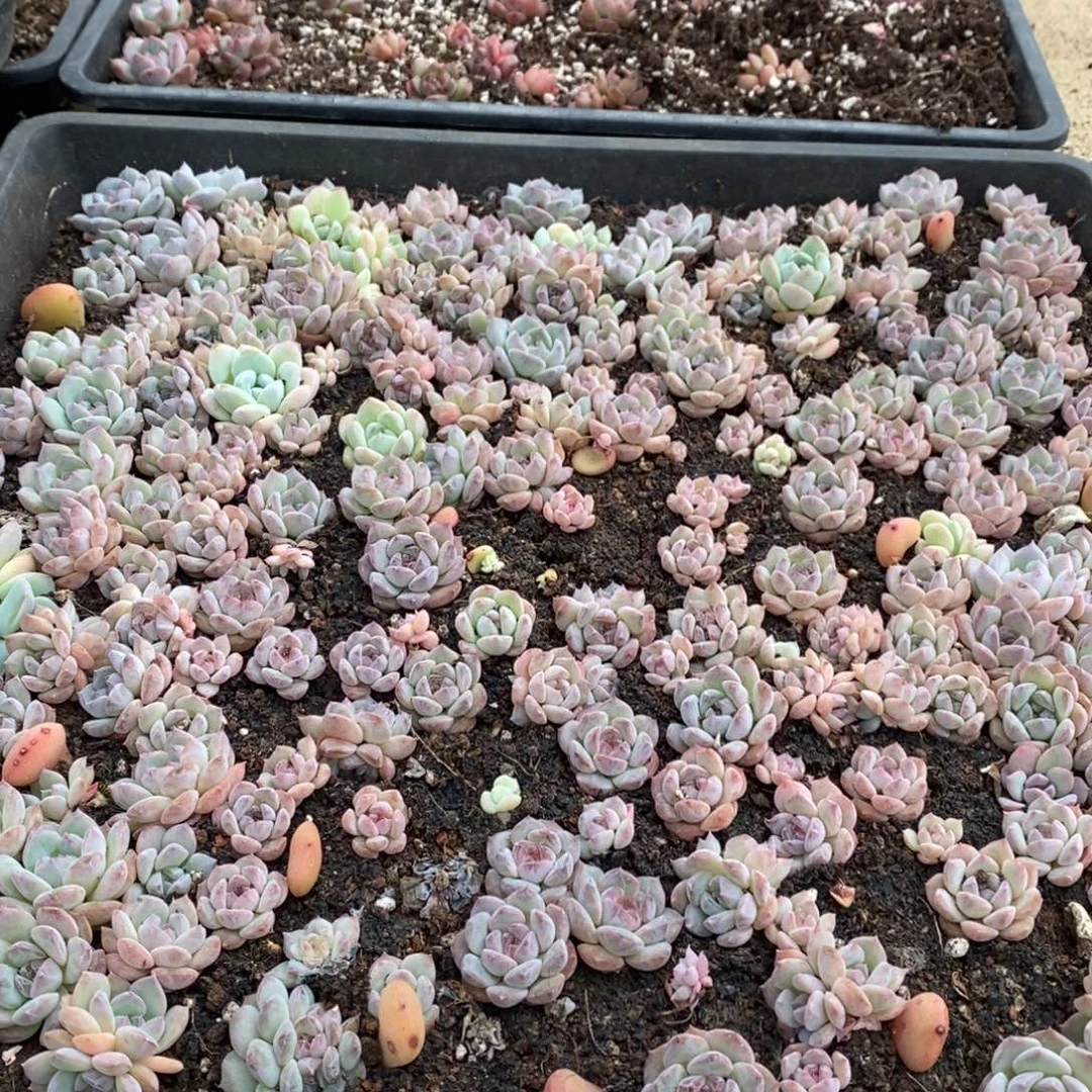 多肉植物精品切糕B280