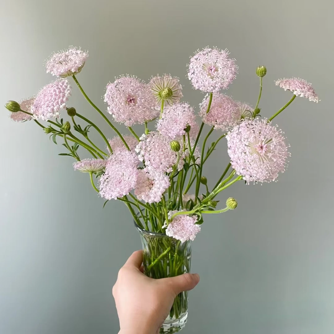 1扎粉色翠珠【两单顺丰冷链或京东快递】云南鲜花