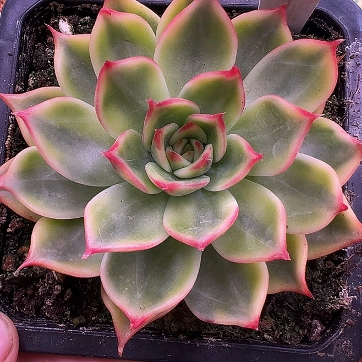 1023号桃花锦多肉