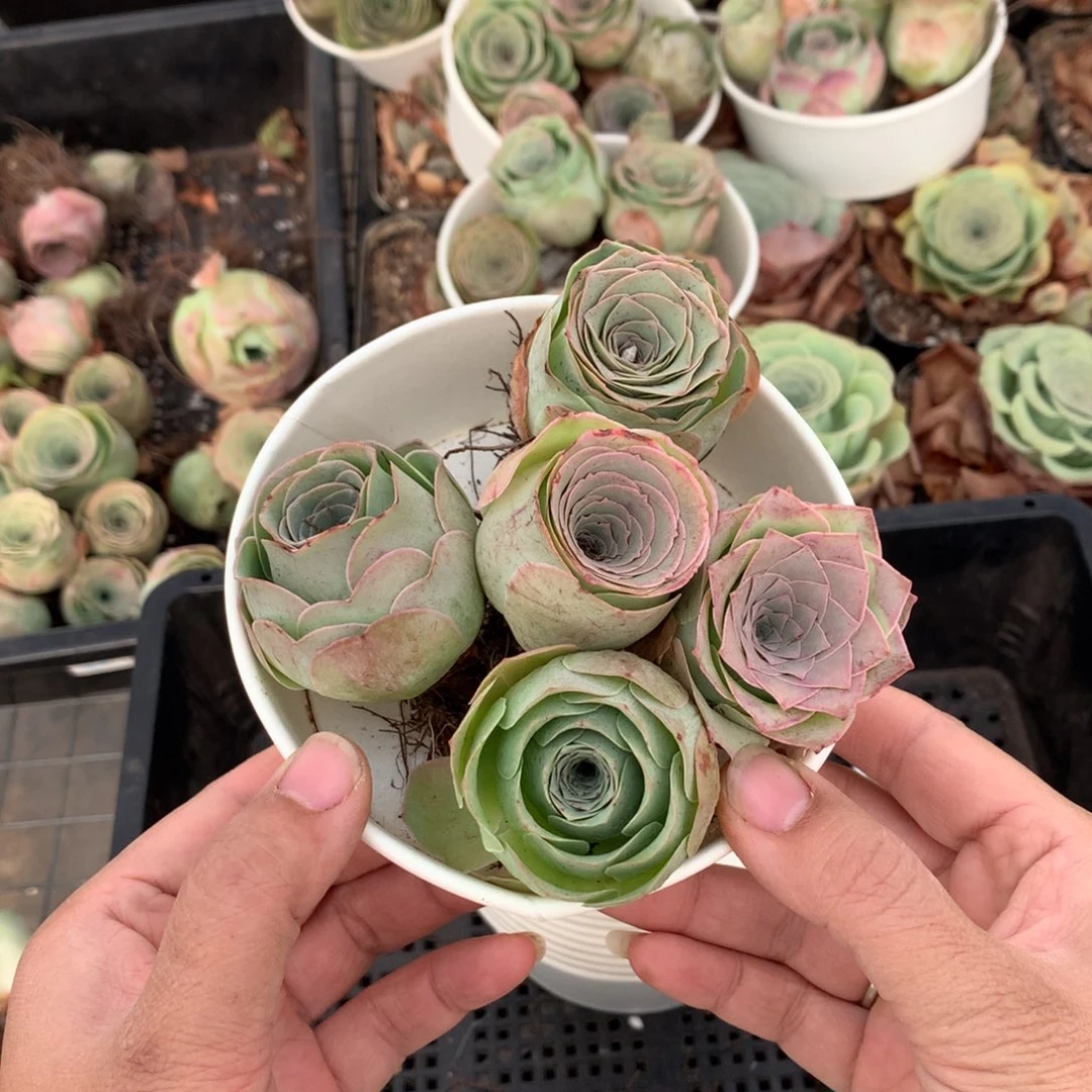 5颗多品种组合量拍