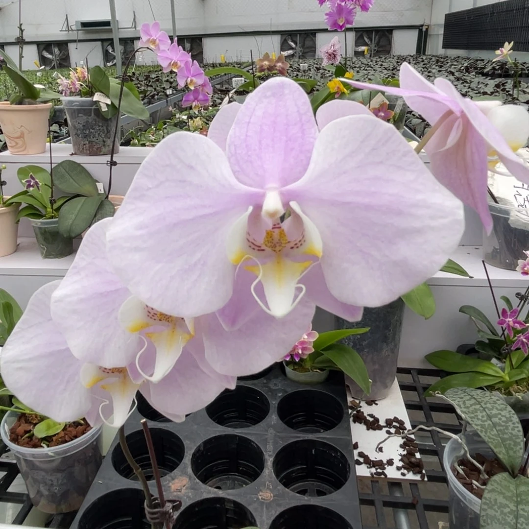 完全开放1359 3.5寸泗水阿嬷交桑德 一物一拍