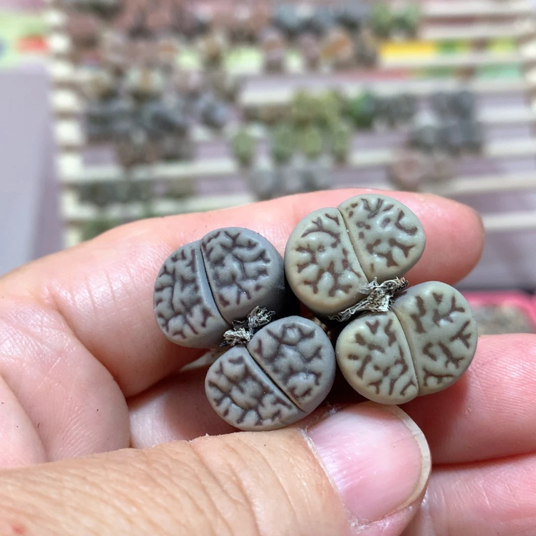 006两颗雀卵玉母本株