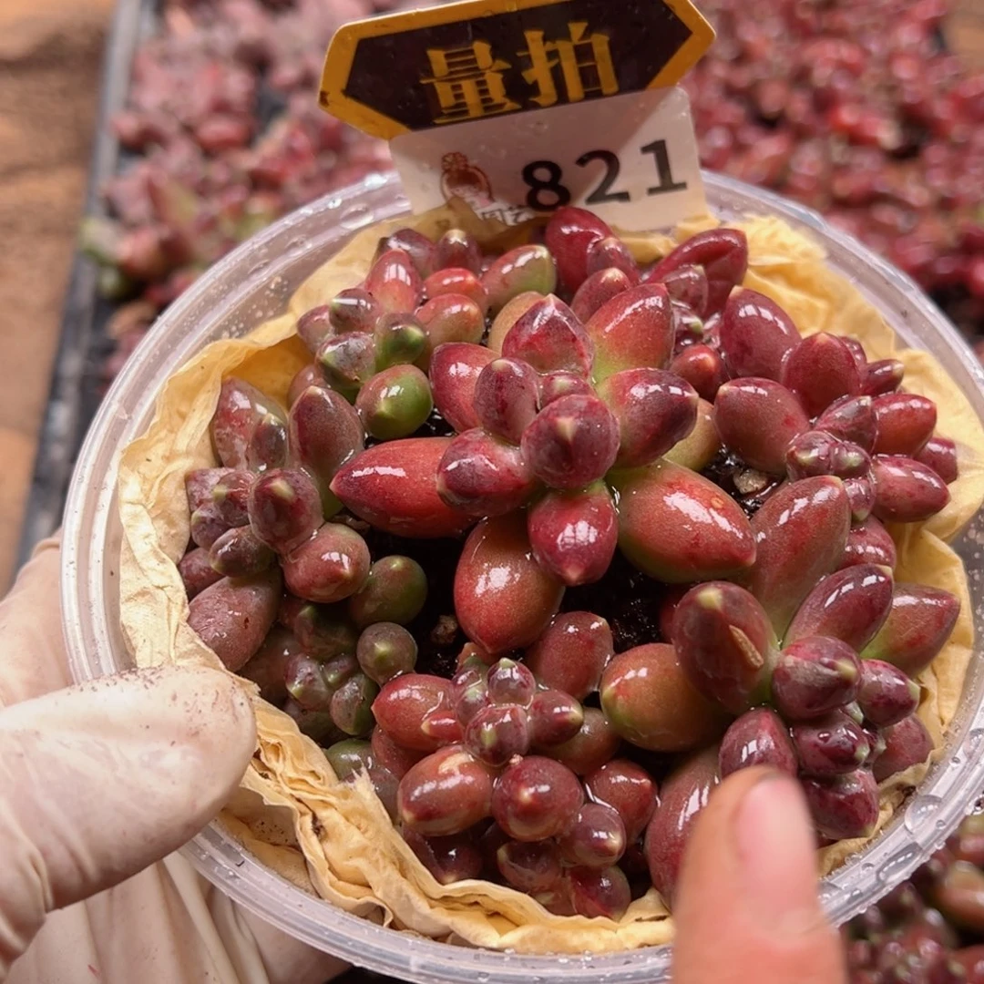 多肉植物多肉植物