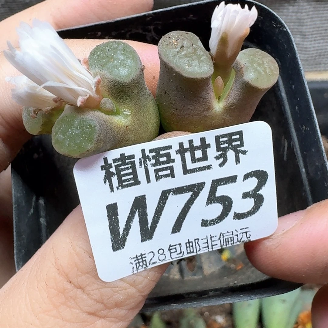 多肉植物的人啊rgb