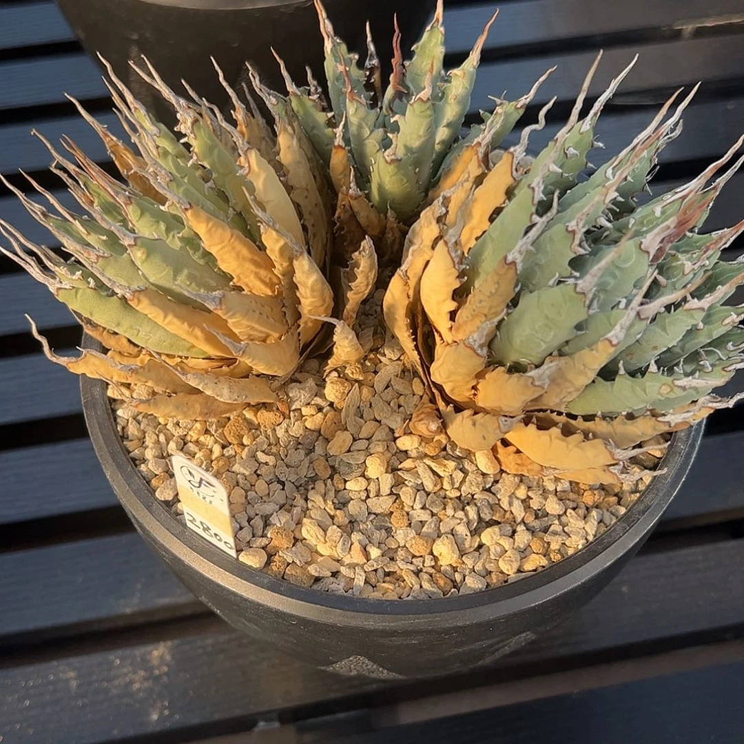 N***版无花朵妖炎熟桩带盆 8折价