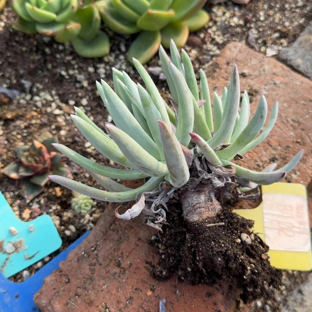 简***光多肉植物仙女杯双头老庄