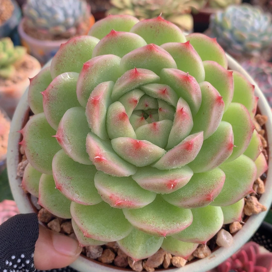 麦秆12 公分一物一拍