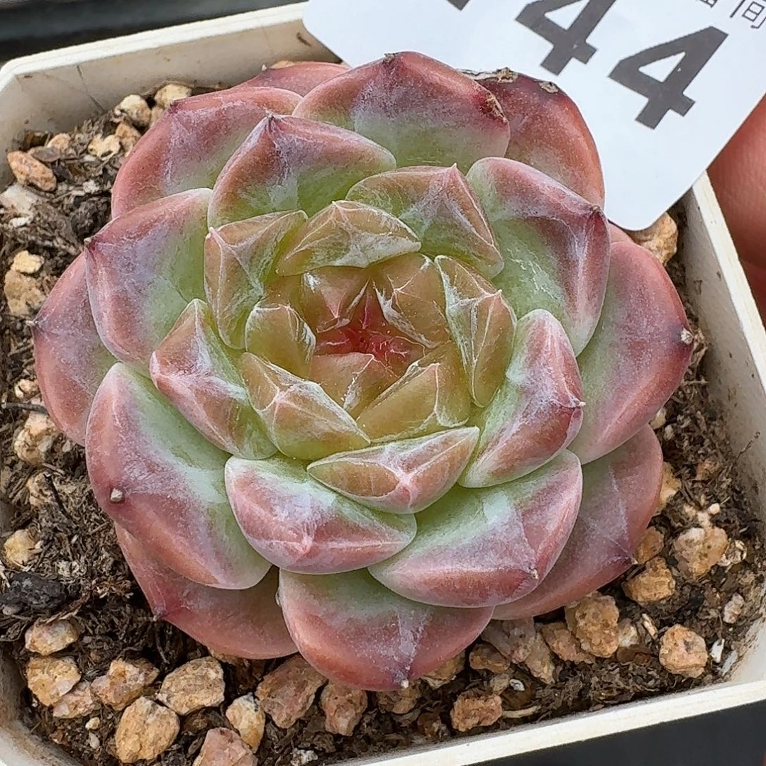 冰魄            精美多肉植物