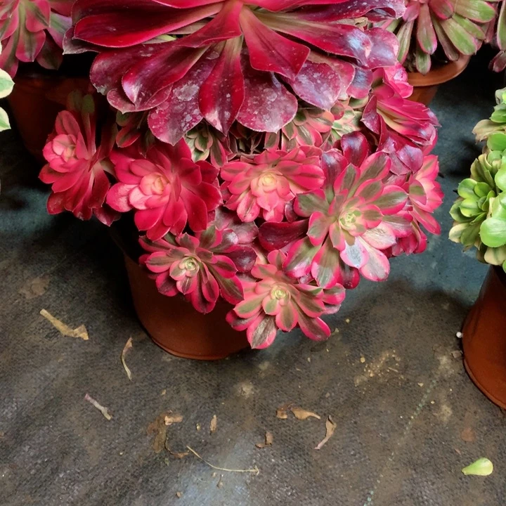 813美杜莎多肉111111