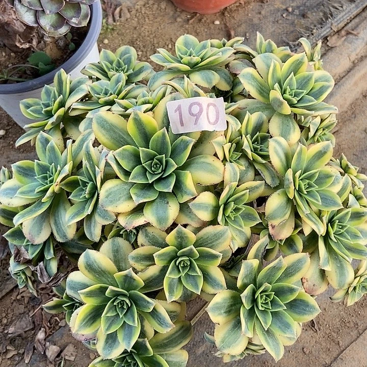 星爆190多肉不包断