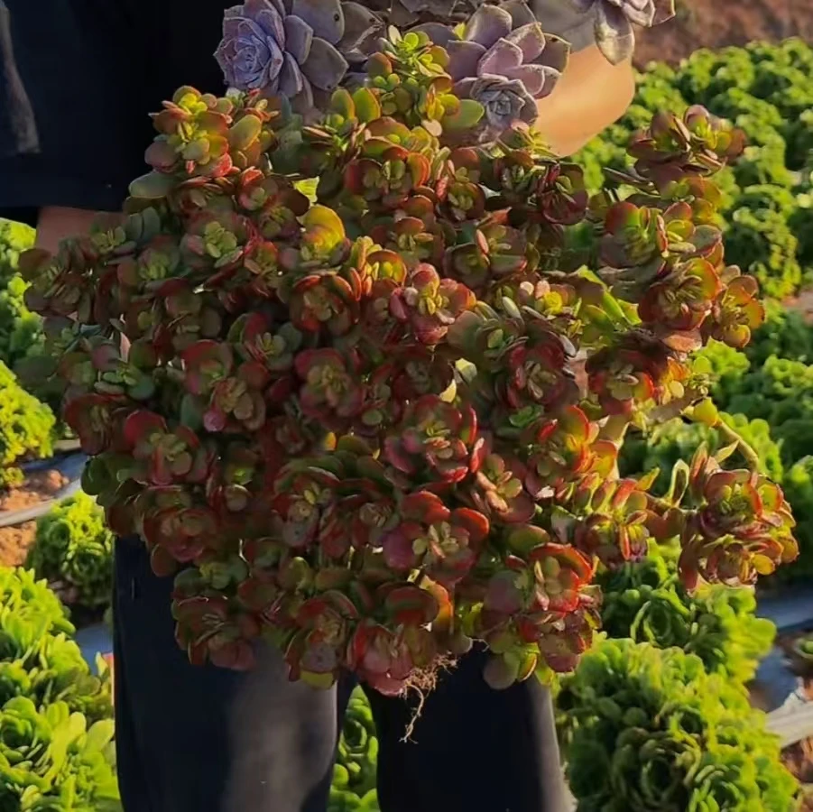 零花钱多肉 地栽红边花月（摇钱树） 多肉植物