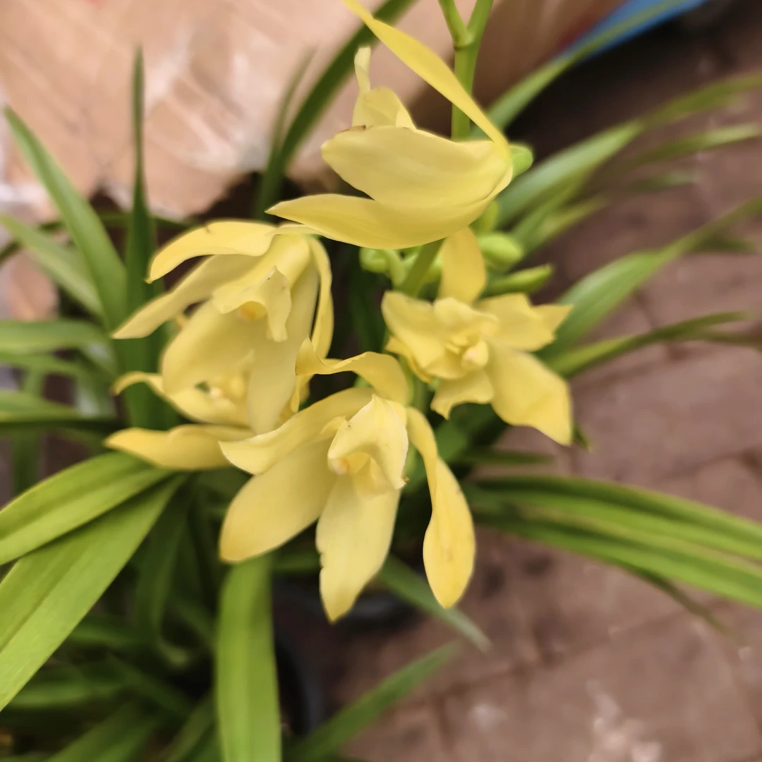 小神童兰花带花苞开花浓香室内外好养花卉