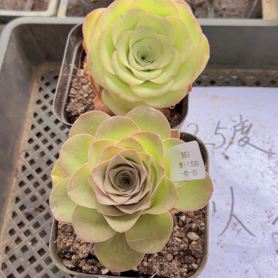 883 侧牙掉了不包损无售后